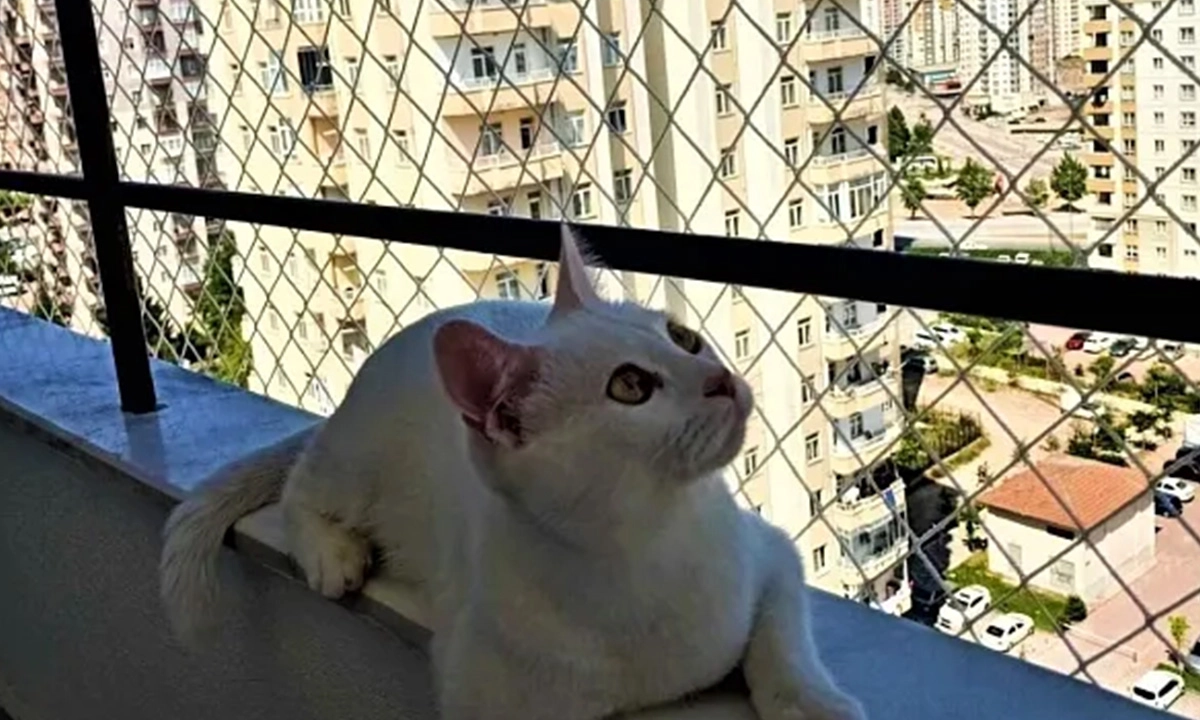 Kedi Koruma Filesi 1