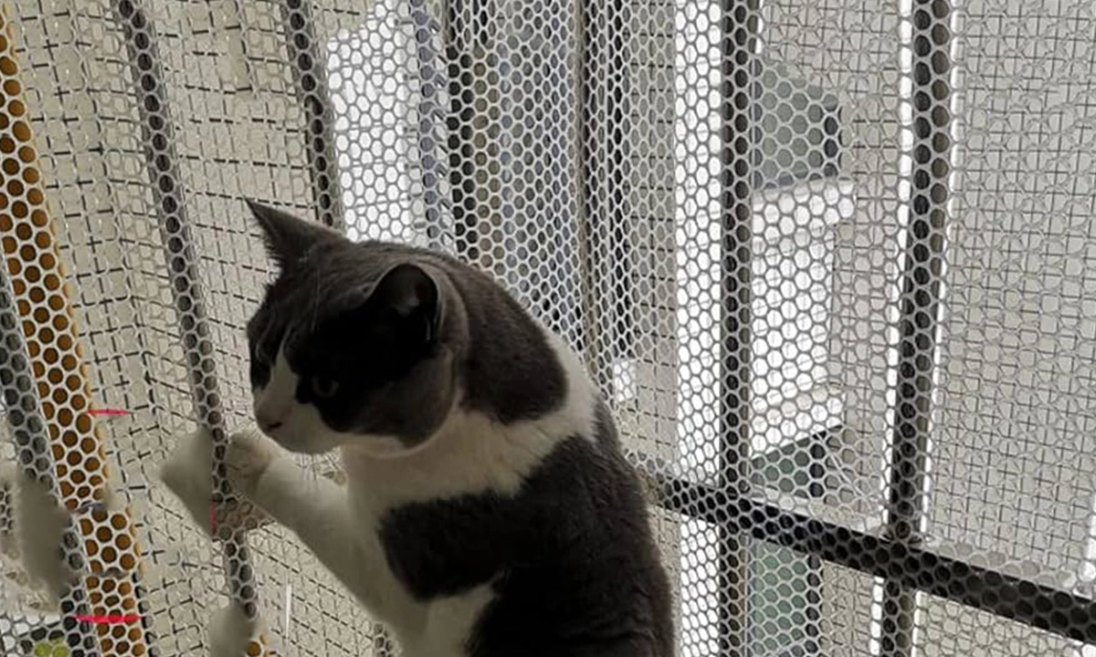 Kedi Koruma Filesi 2