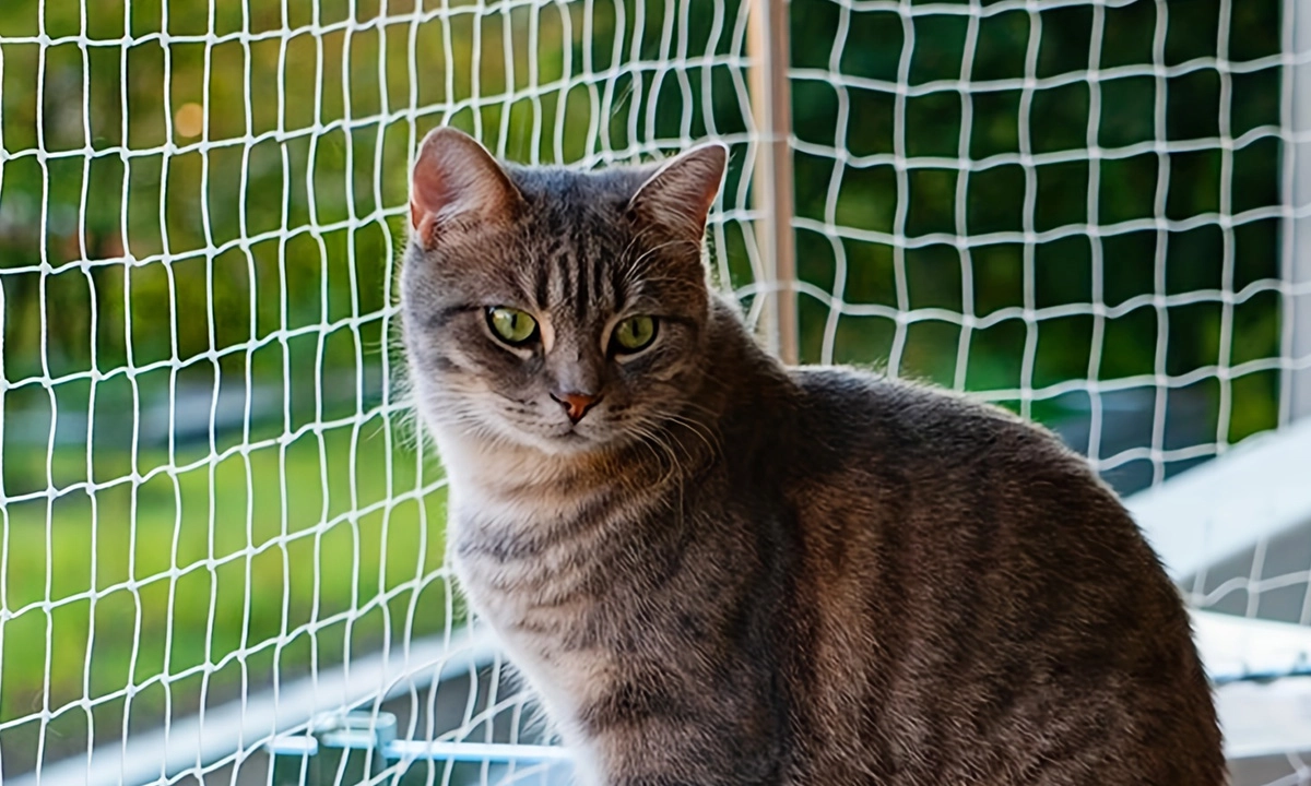 Kedi Koruma Filesi 4